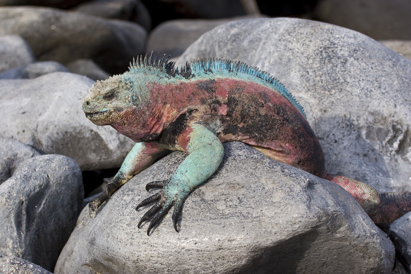 Marine Iguana